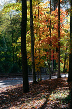 fall trees along a rural road 