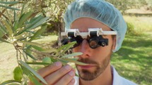 Scientist with special glasses analyzing leaves and olives on a tree 