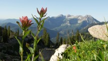 mountain wildflowers 