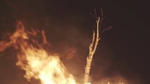 Fire engulfing a tree limb.