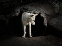 white wolf 