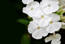 White phlox flowers, closeup.  Space for text.
