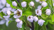 Closeup of White fruit flowers blooming on pear tree branch in fresh spring nature Growing Time lapse
