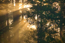 sunbeams through trees in a forest 