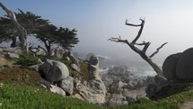 Monterey Cypress Trees on Misty Coastline of Scenic 17-Mile Drive Pebble Beach at Carmel By The Sea and Big Sur - a Rugged Stretch of California Central Coast