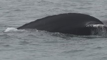 The Humpback Whale (Megaptera novaeangliae), a species of baleen whale seen on Monterey Bay Pacific Coast of California during Thick Foggy Day