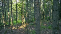 trees in a forest 