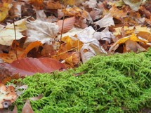 Autumn leaves and moss