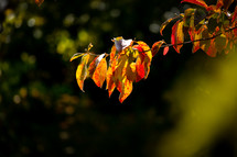 fall leaves on a branch