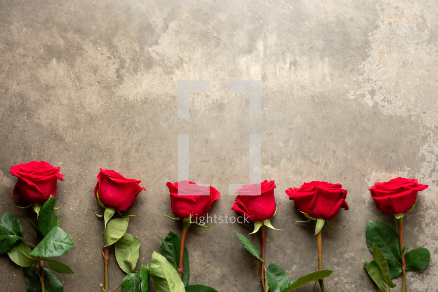 red roses border 