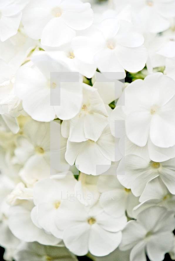 White Phlox flower closeup