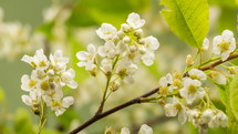 Closeup of white flowers of bird cherry tree (Prunus padus) blossoming fast in spring Time lapse
