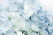 white and blue hydrangea 