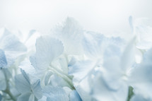 while and blue hydrangeas