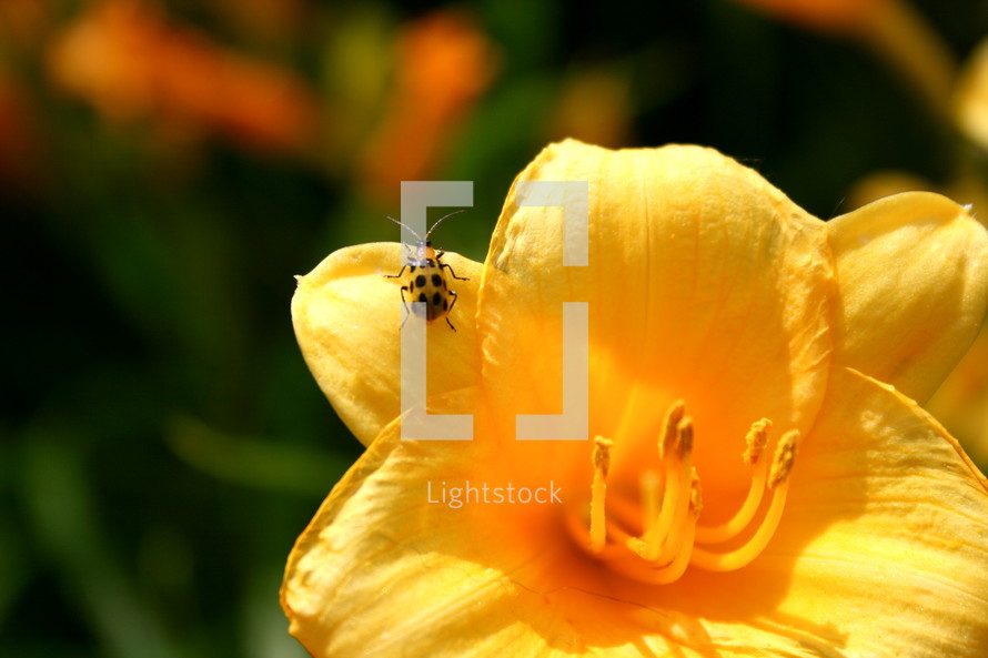 bug on a yellow flower