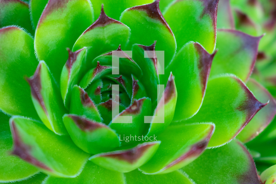 center of green succulent plant