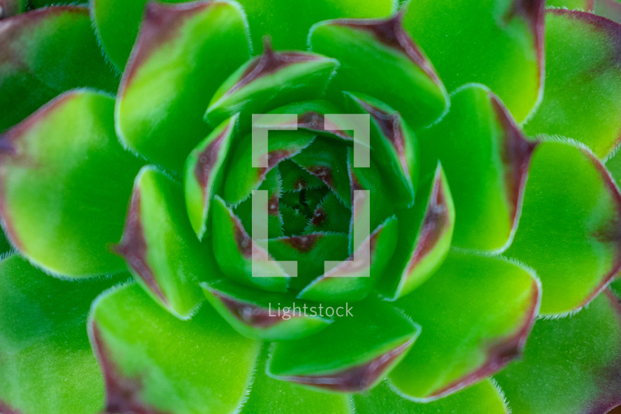 center of a green succulent plant 