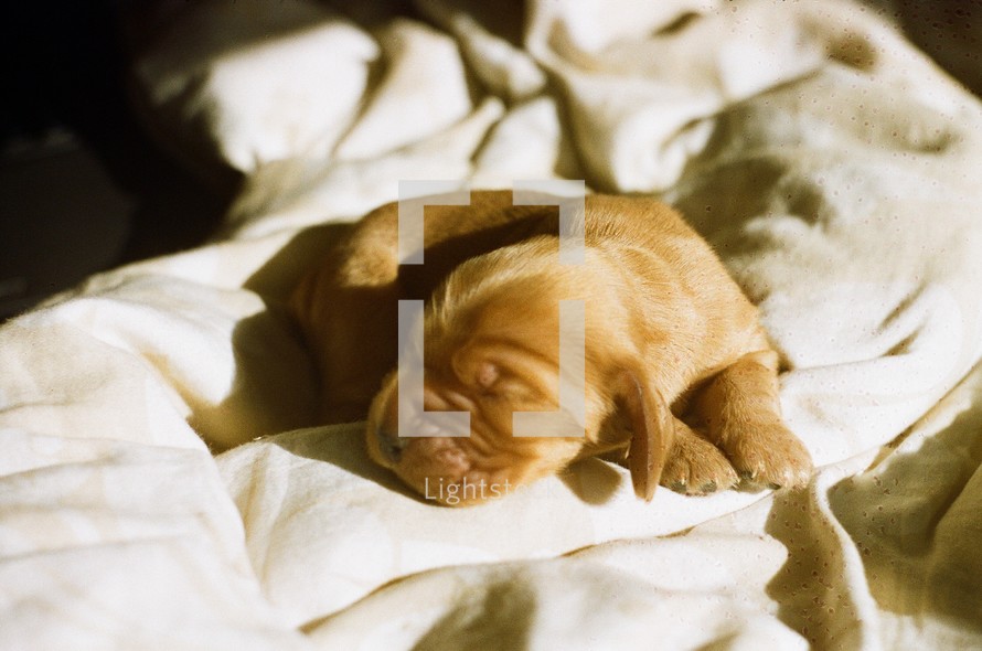 a newborn puppy on blankets 
