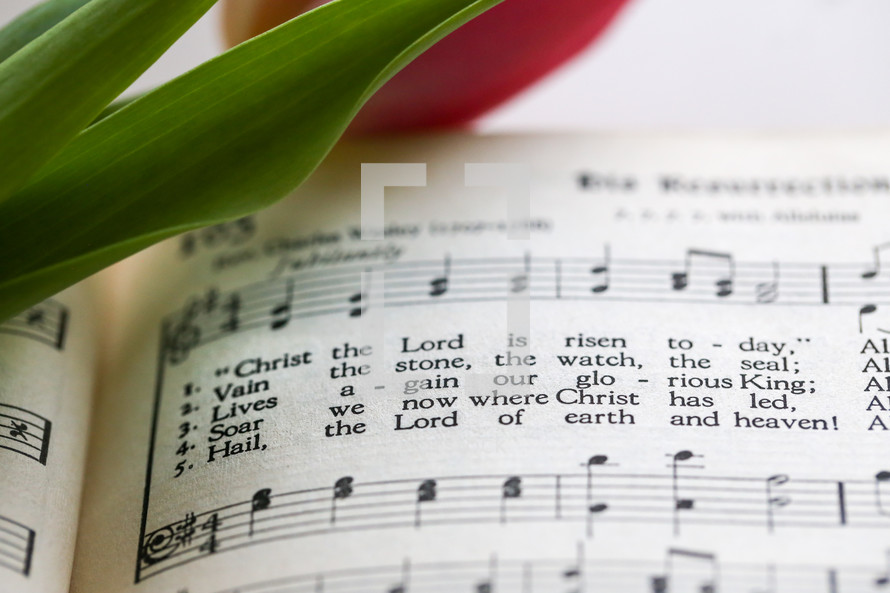 Tulip on the pages of a hymnal