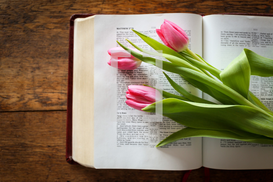 tulip on the pages of a Bible - He is Risen 