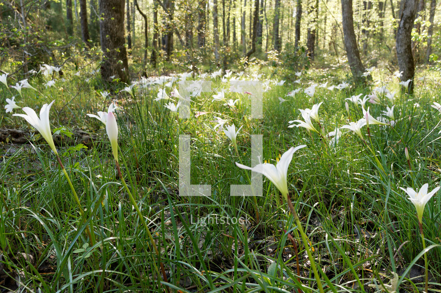 day lilies in a forest 