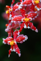 red and white orchids