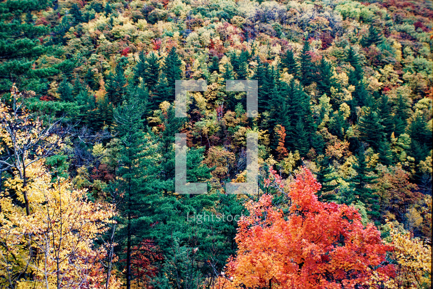autumn foliage in a forest 