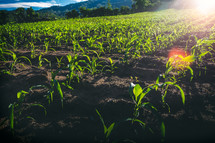 Young corn field with sunlight at sunset.