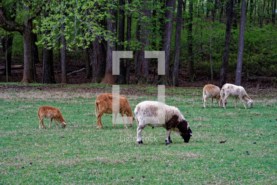 grazing sheep in a field 