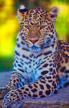 spotted leopard 