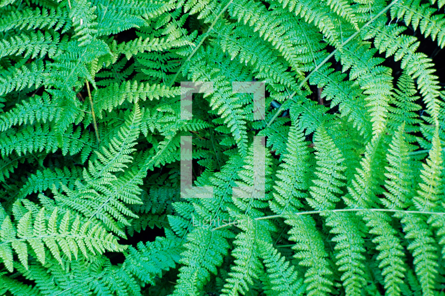 green fern background 