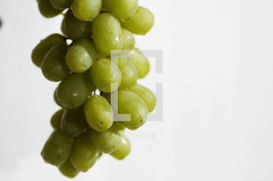 A bunch of green grapes