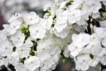 Clusters of white phlox flowers, closeup