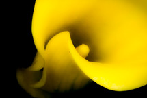 yellow calla lily flower detail 
