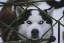 a husky standing behind an icy fence 