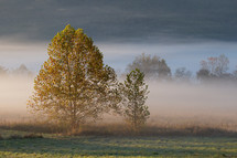 morning fog over a field 