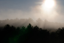 dense fog over a forest 