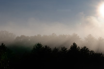 dense fog over forest 