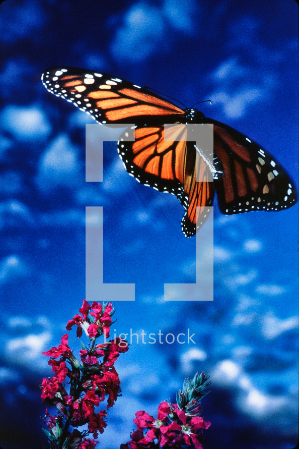 Monarch butterfly hovering over a flower 