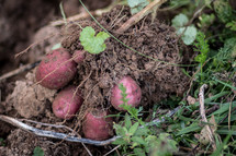radishes in the soil 
