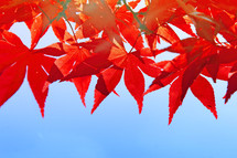 red fall maple leaves against a blue sky 