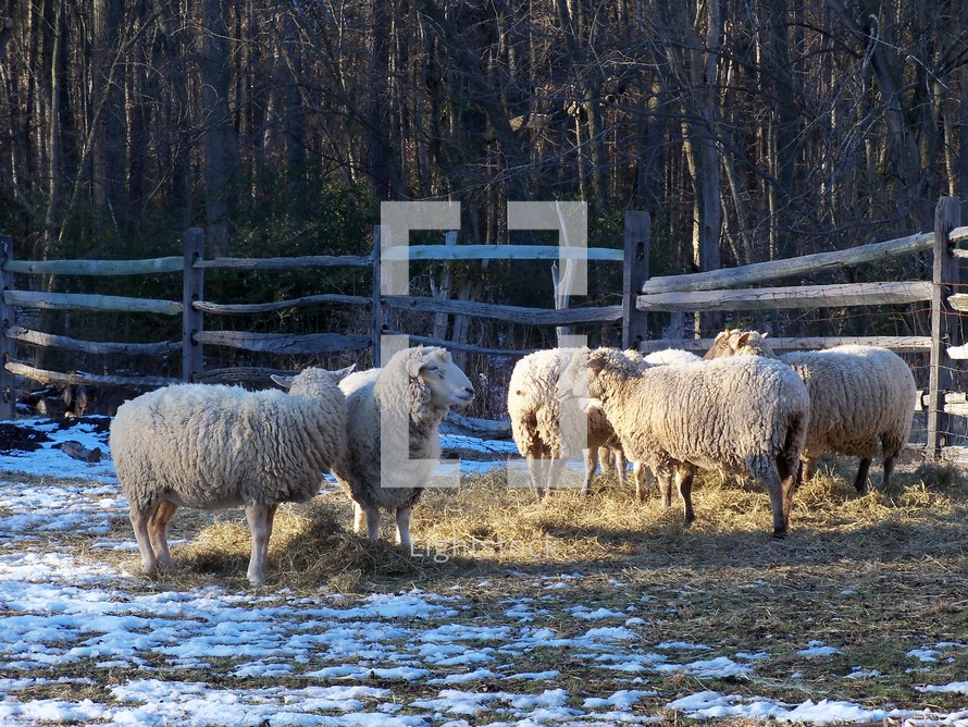 A flock of sheep grazing together on a farm while the snow melts around them by the warm sun.
