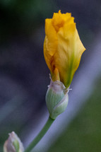 close up of budding iris 