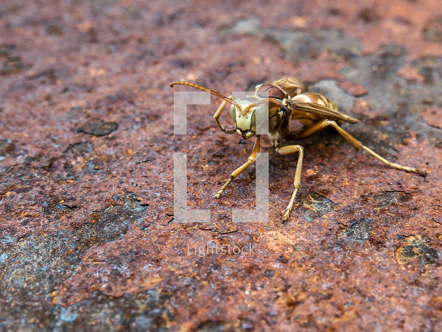 wasp on rusty surface - detailed closeup 