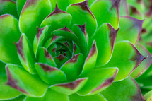 center of green succulent plant