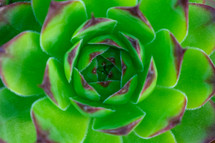 center of a green succulent plant 