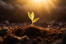 A plant with three leaves sprouting up in dirt with rays of light in the background