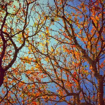 Fall tree branches
