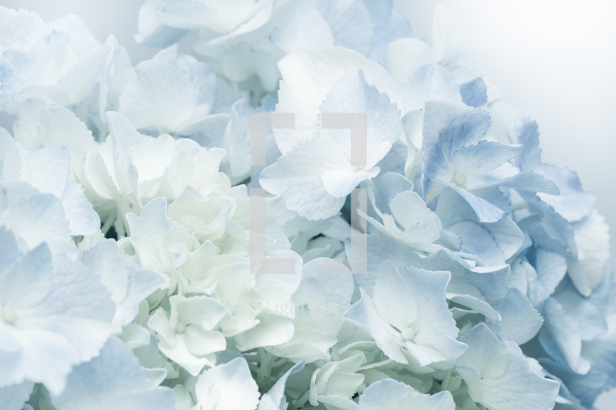 white and blue hydrangea 