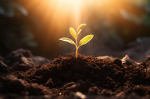 A plant with four leaves sprouting up in dirt with rays of light in the background